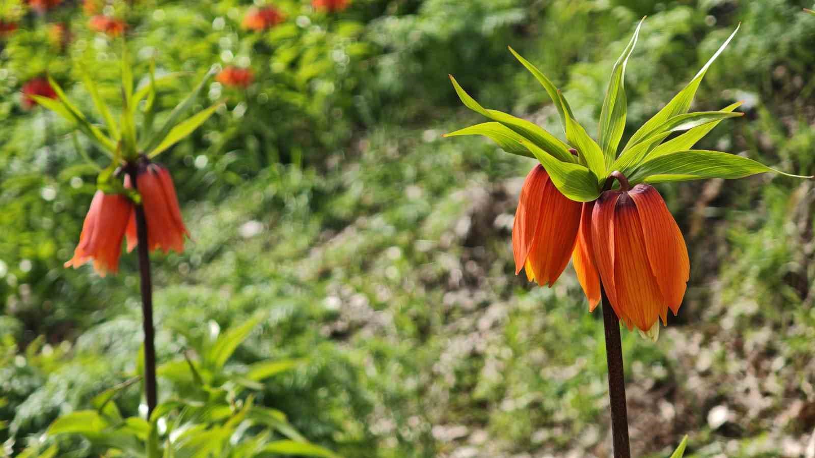 Bitlis’te açan ters laleler ziyaretçilerin ilgi odağı oldu
