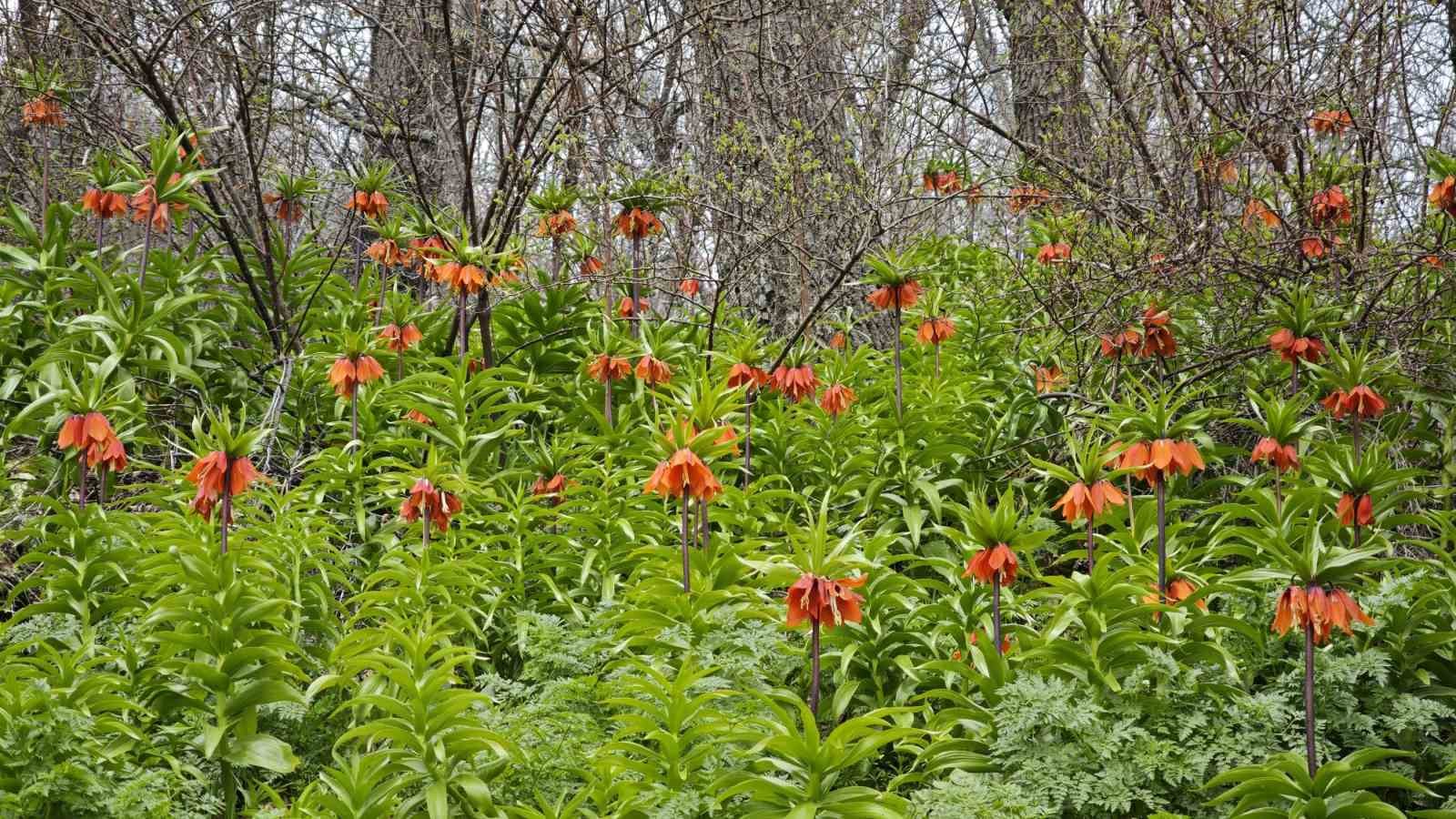 Bitlis’te açan ters laleler ziyaretçilerin ilgi odağı oldu
