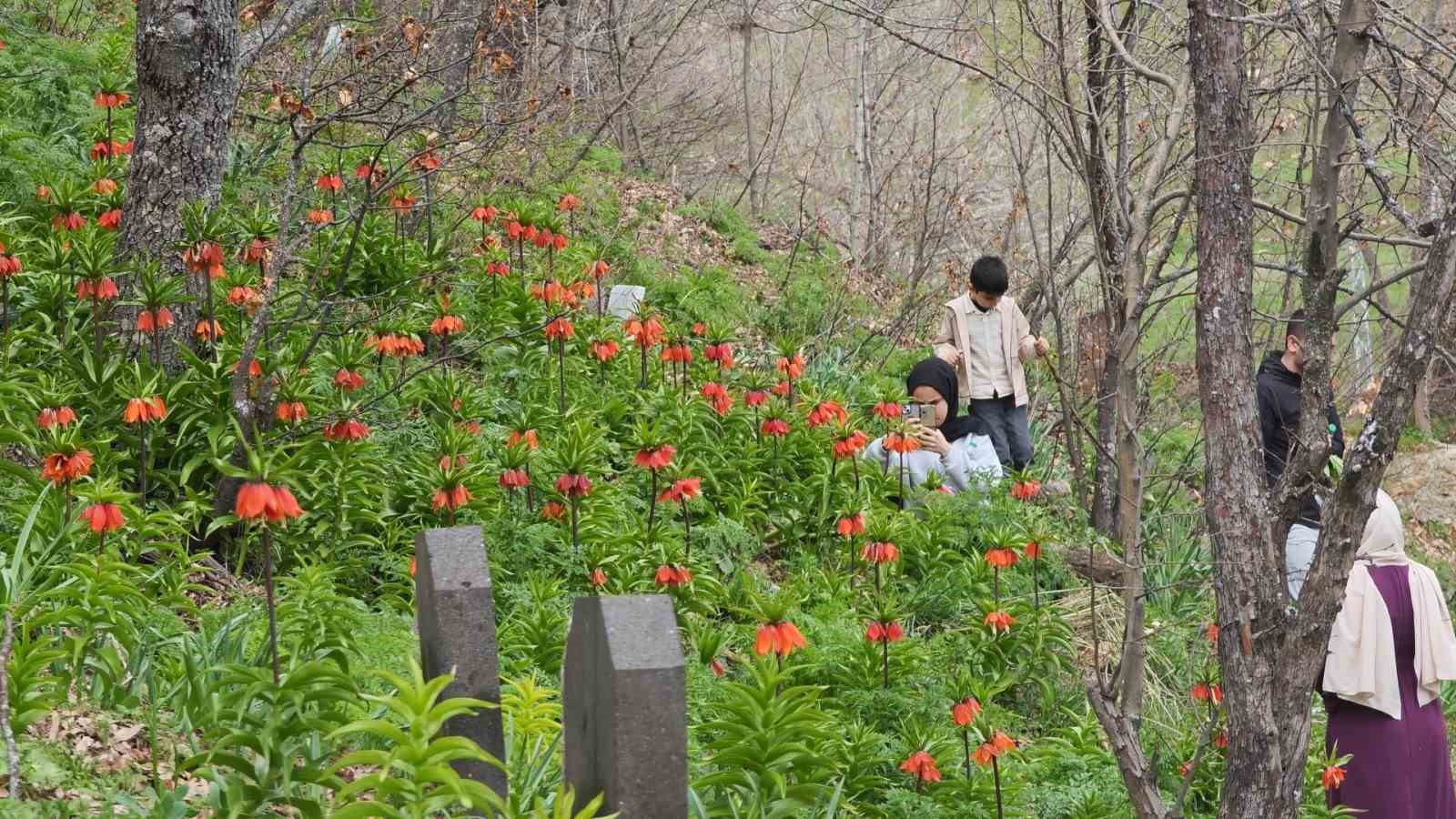 Bitlis’te açan ters laleler ziyaretçilerin ilgi odağı oldu
