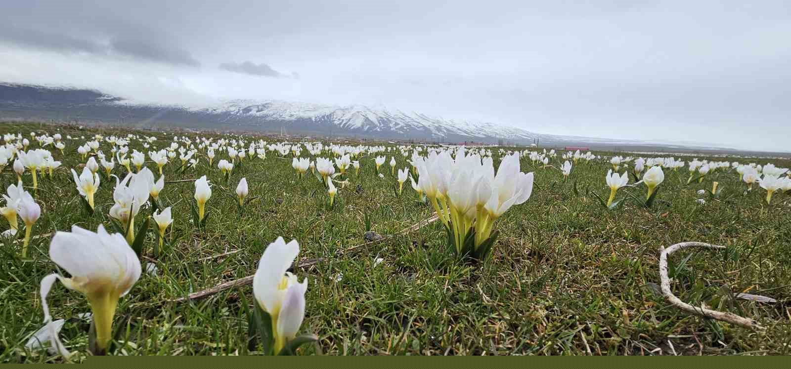 Bitlis’te baharın müjdecisi kardelenler açtı
