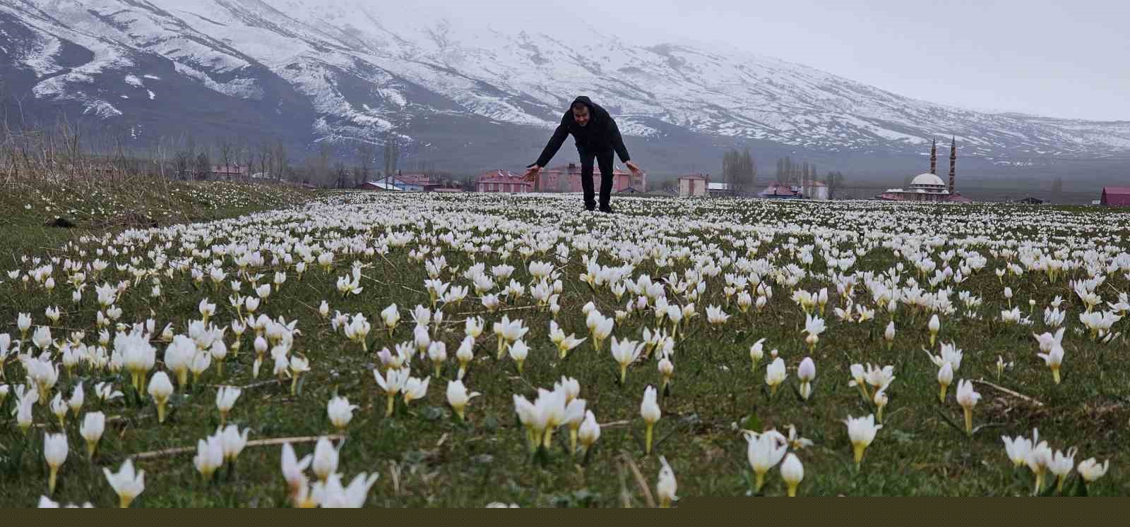 Bitlis’te baharın müjdecisi kardelenler açtı
