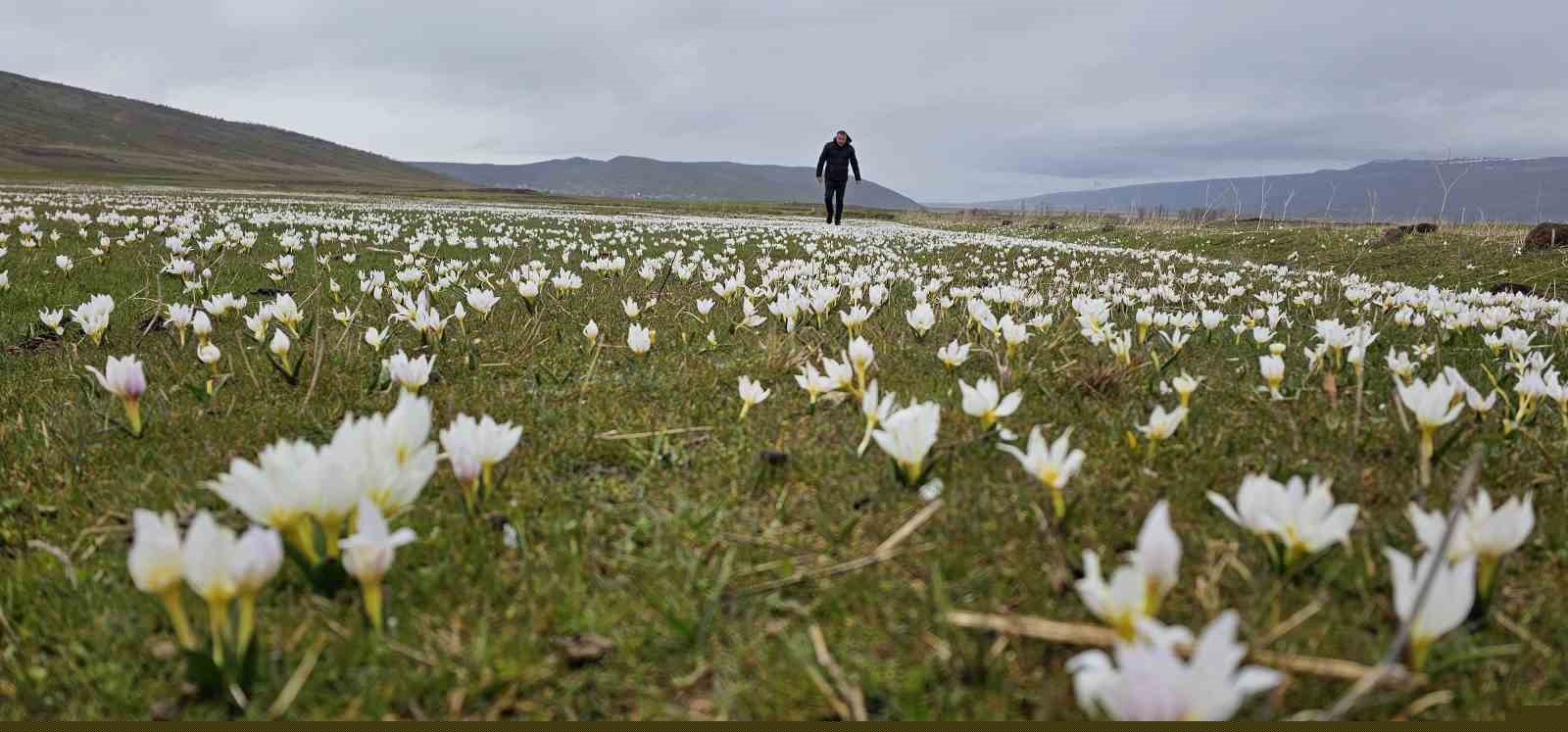Bitlis’te baharın müjdecisi kardelenler açtı
