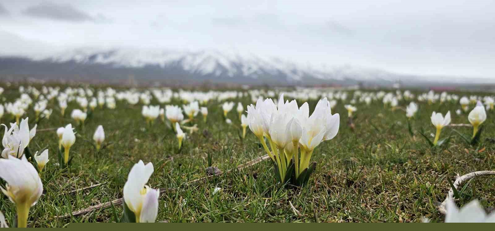 Bitlis’te baharın müjdecisi kardelenler açtı
