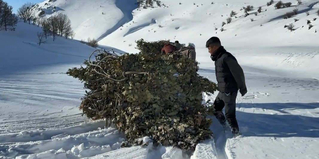 Bitlis’te hayvanlar için kızaklı yem mesaisi
