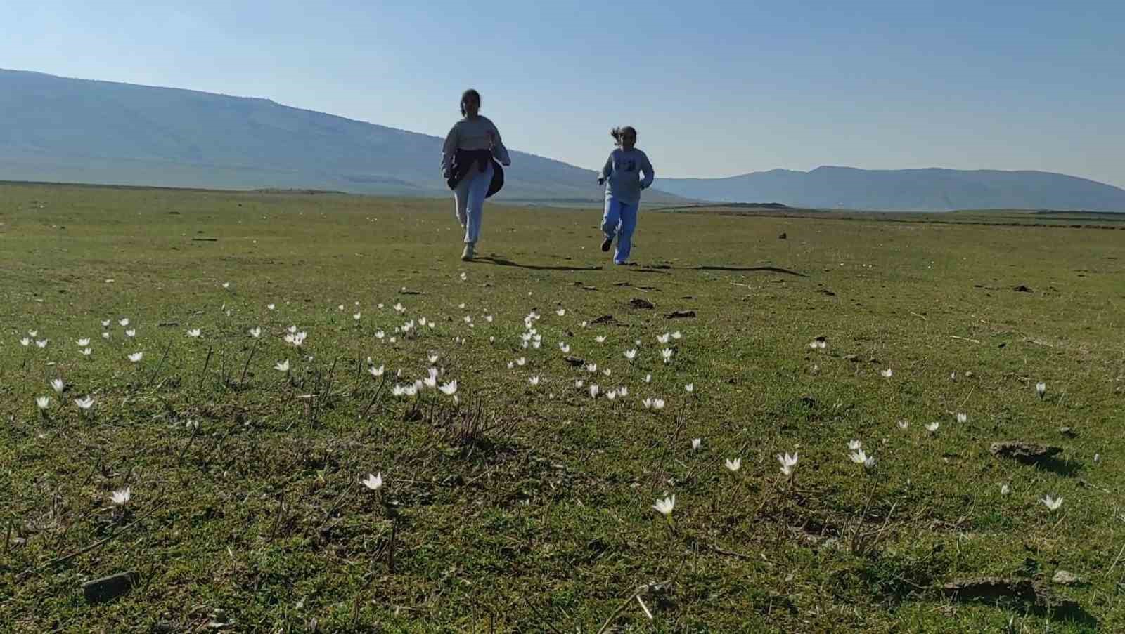Bitlis’te kardelen ve çiğdemler açtı
