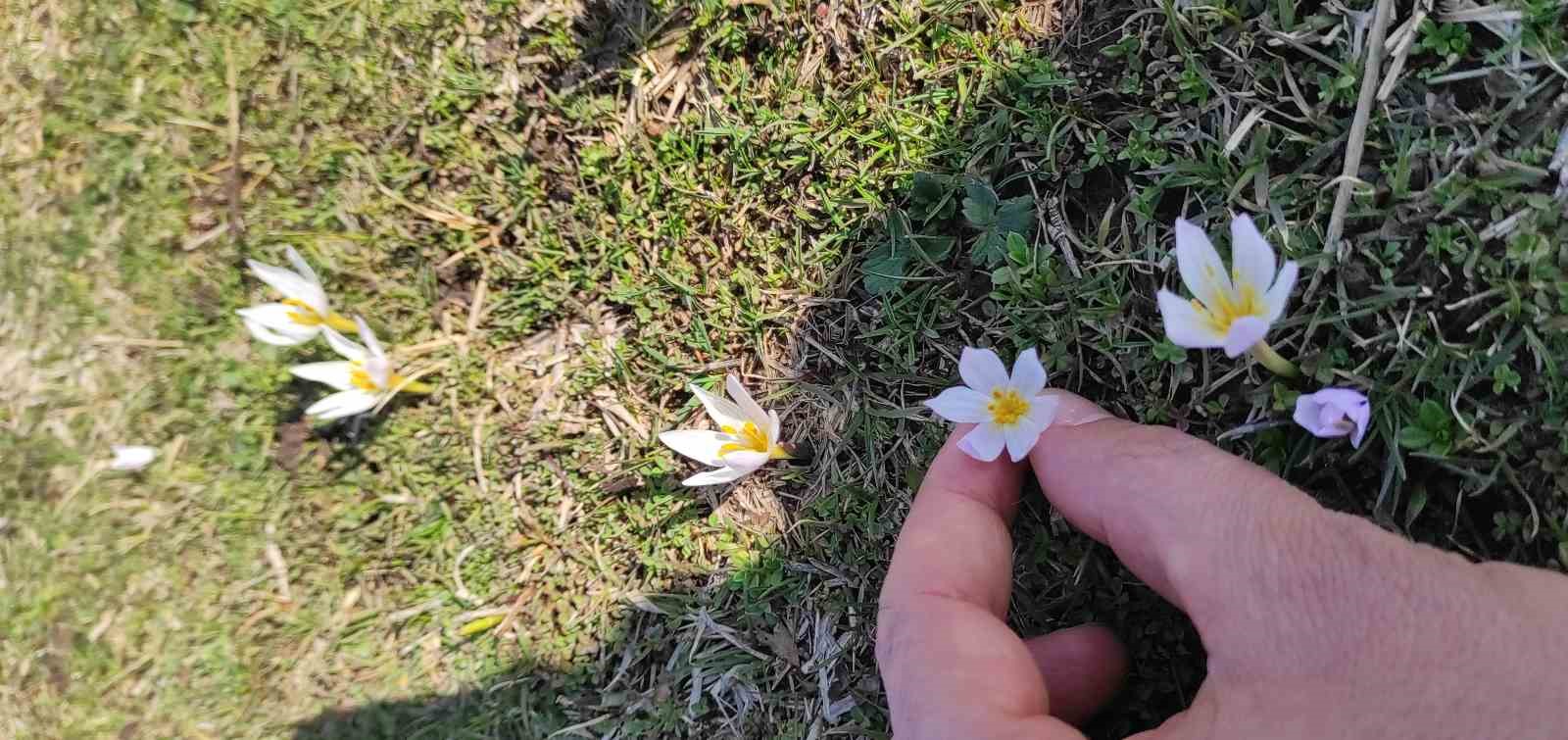 Bitlis’te kardelen ve çiğdemler açtı
