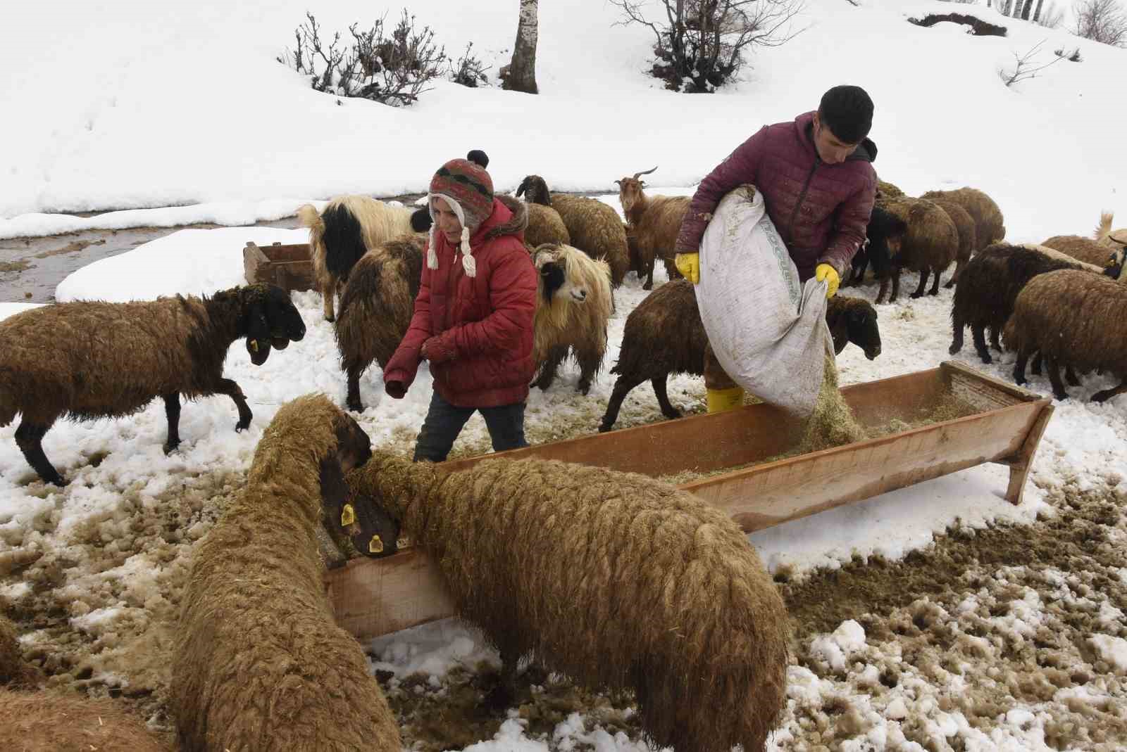 Bitlis’te kış mevsiminin uzaması küçükbaş hayvancılığı vurdu
