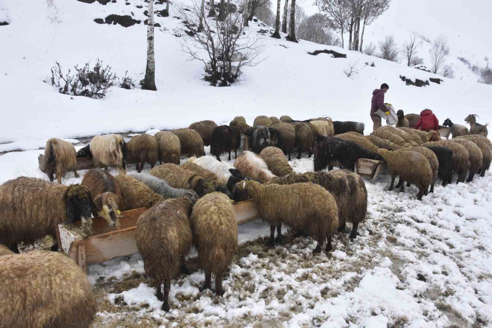 Bitlis’te kış mevsiminin uzaması küçükbaş hayvancılığı vurdu
