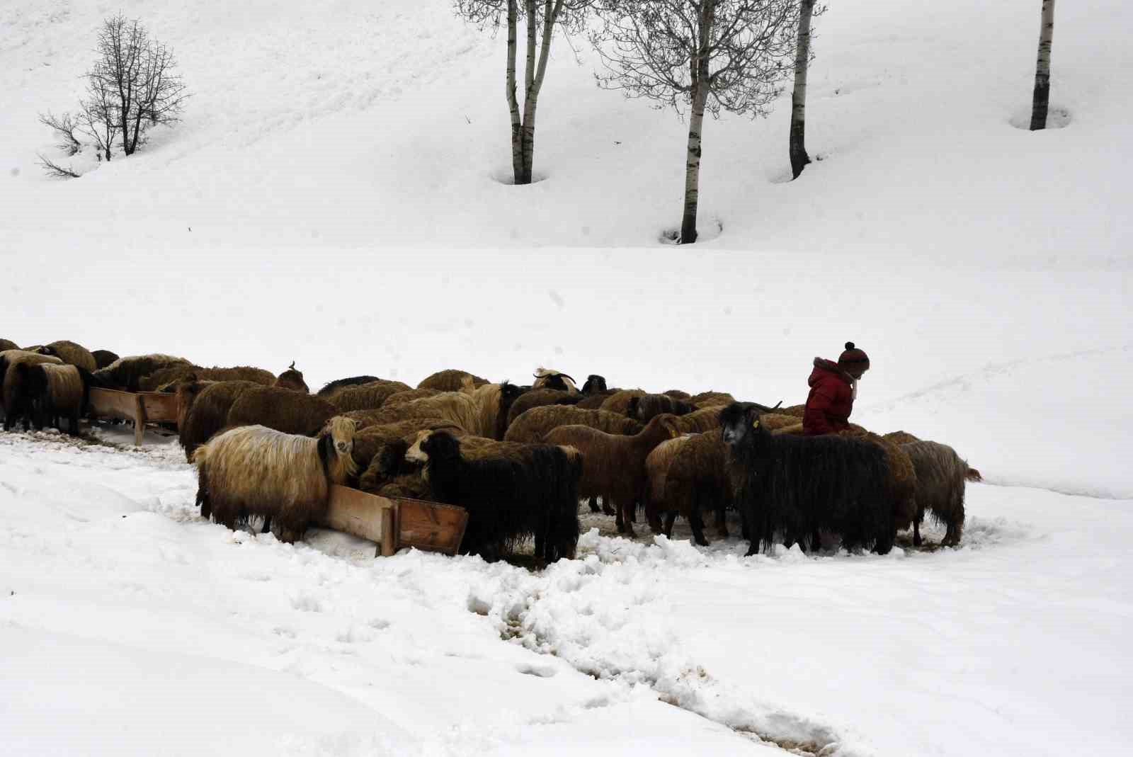 Bitlis’te kış mevsiminin uzaması küçükbaş hayvancılığı vurdu
