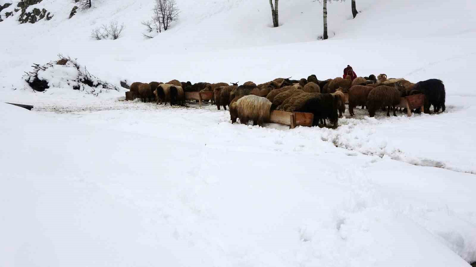 Bitlis’te kış mevsiminin uzaması küçükbaş hayvancılığı vurdu
