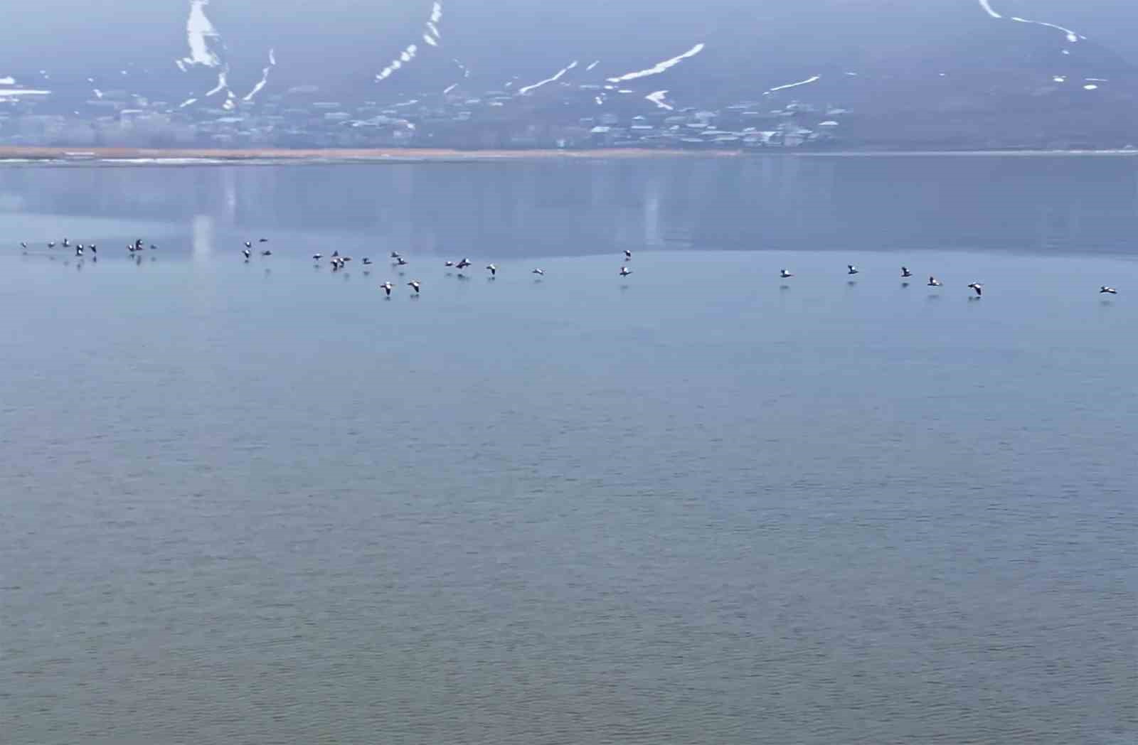 Bitlis’te sazlıklar dondu, kuşlar gölde toplandı
