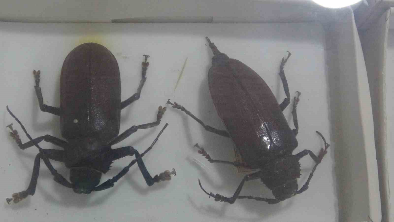 Böcek Müzesi 30 bin örnekle bilime katkı sunuyor, çocukların korkularını yeniyor
