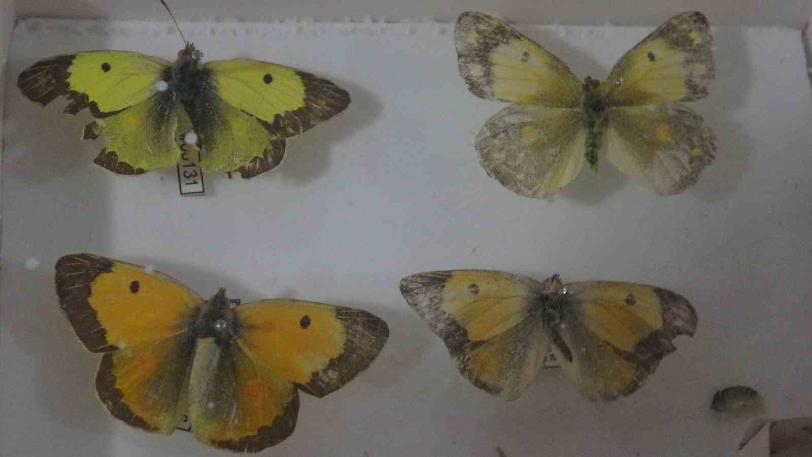 Böcek Müzesi 30 bin örnekle bilime katkı sunuyor, çocukların korkularını yeniyor
