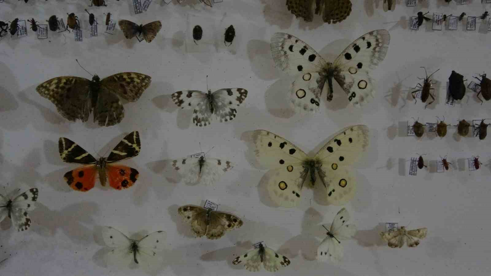 Böcek Müzesi 30 bin örnekle bilime katkı sunuyor, çocukların korkularını yeniyor
