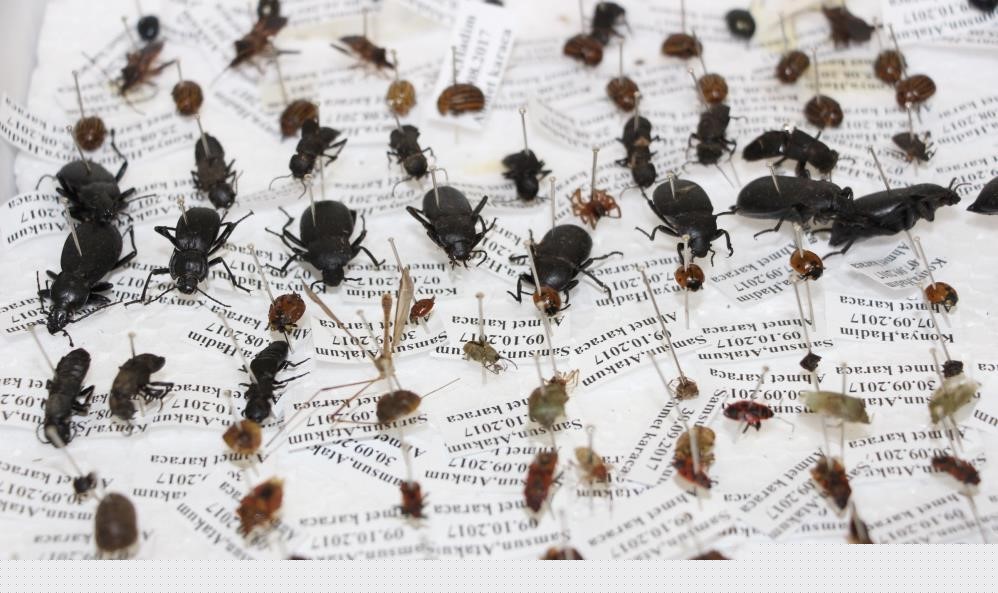 Böcekler cinayetleri aydınlatıyor: Ölüm zamanı ve olay yeri entomolojiyle belirlenebiliyor
