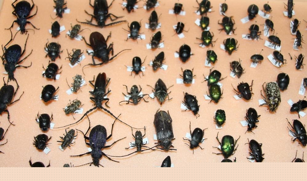 Böcekler cinayetleri aydınlatıyor: Ölüm zamanı ve olay yeri entomolojiyle belirlenebiliyor
