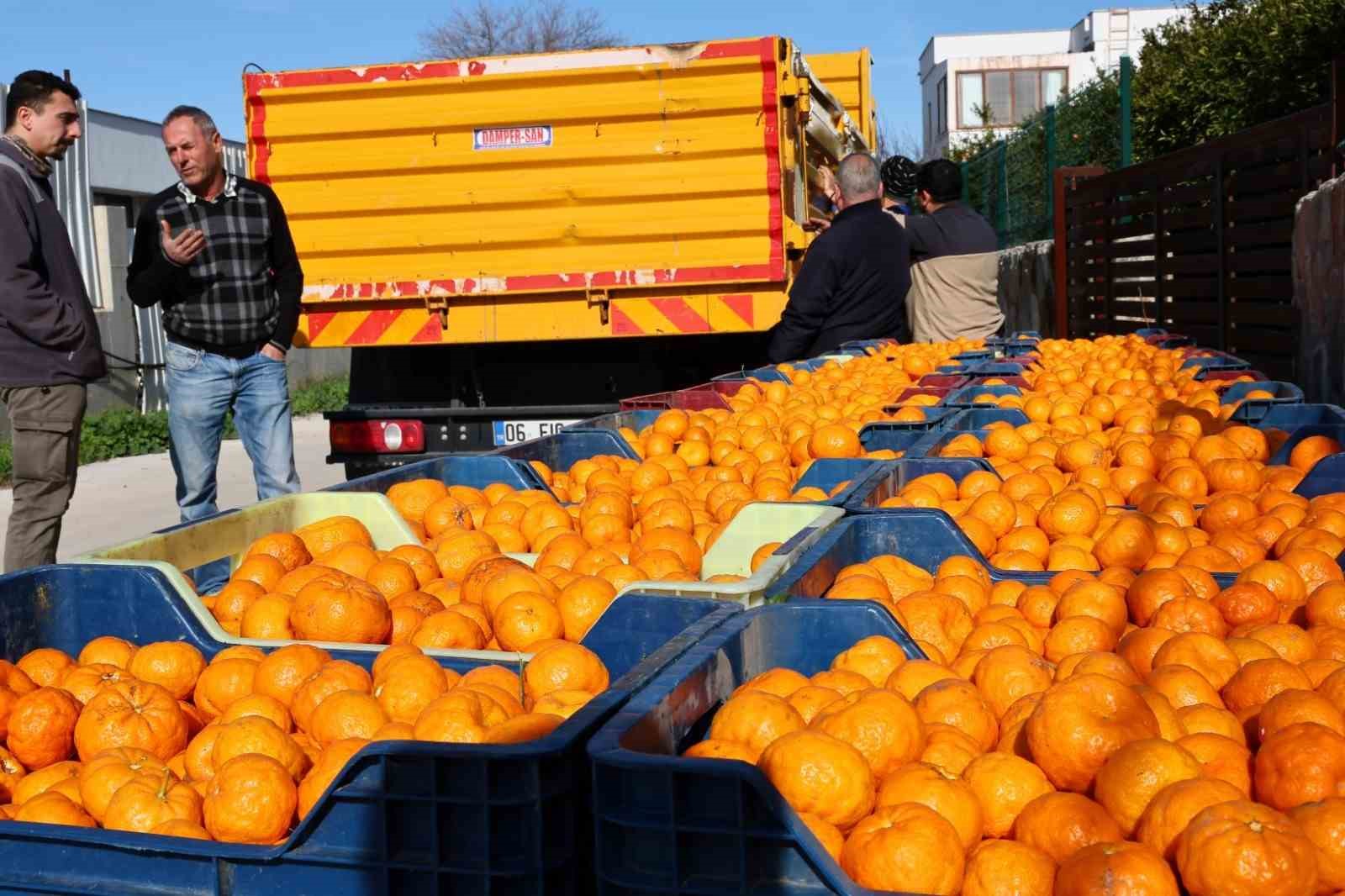 Bodrum Mandalini Türkiye’nin dört bir yanına ulaşıyor
