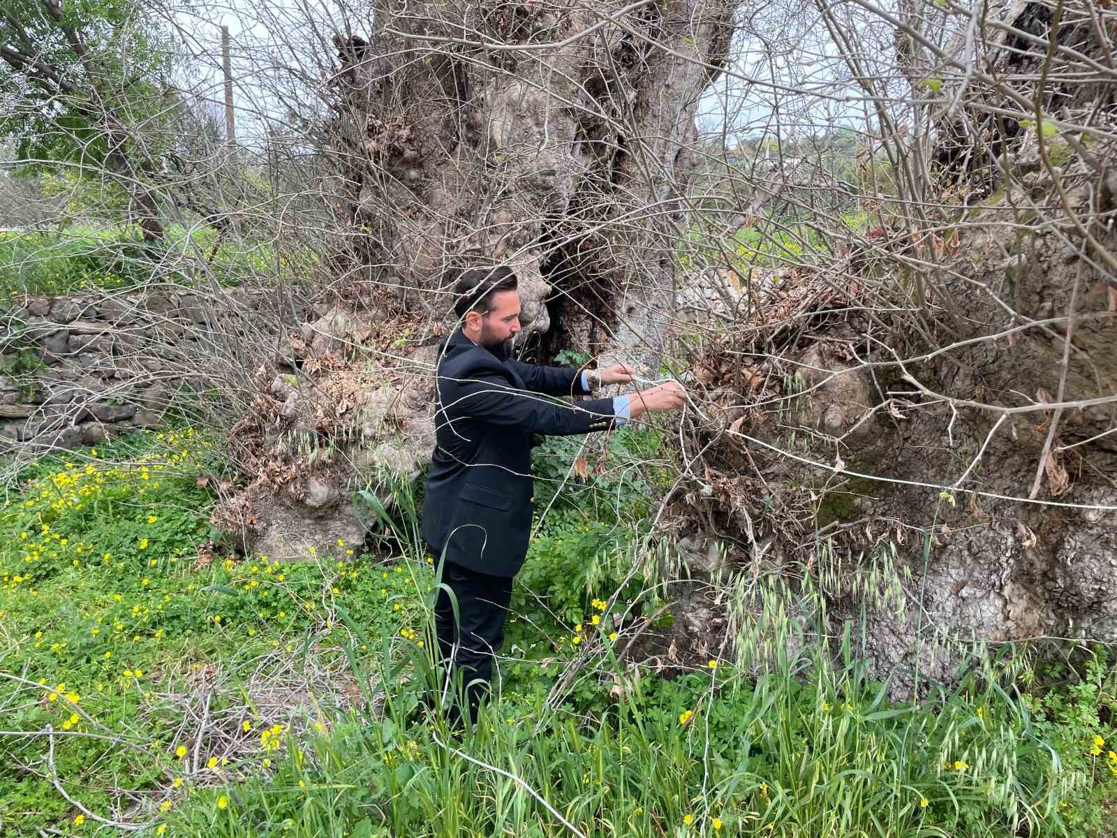 Bodrum’da 2 bin yıllık dev çınar keşfedildi

