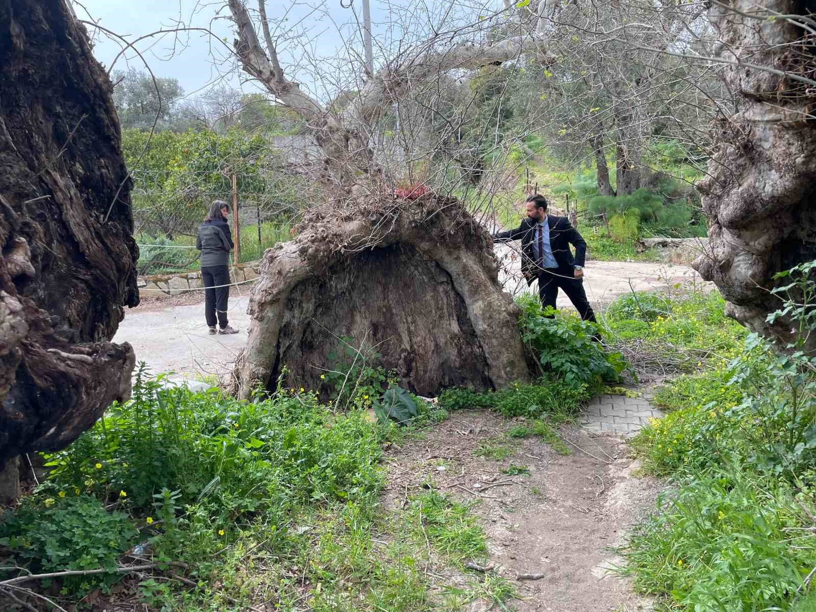 Bodrum’da 2 bin yıllık dev çınar keşfedildi
