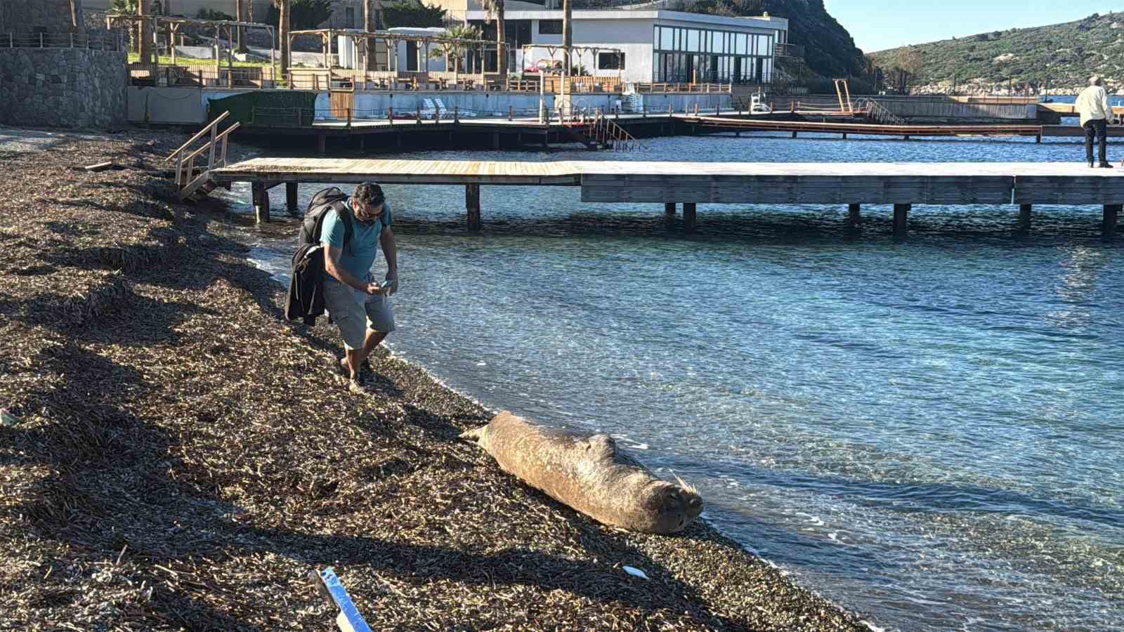 Bodrum’da Akdeniz foku ilgi odağı oldu
