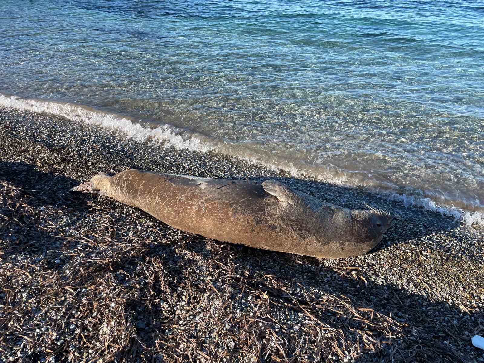 Bodrum’da Akdeniz foku ilgi odağı oldu
