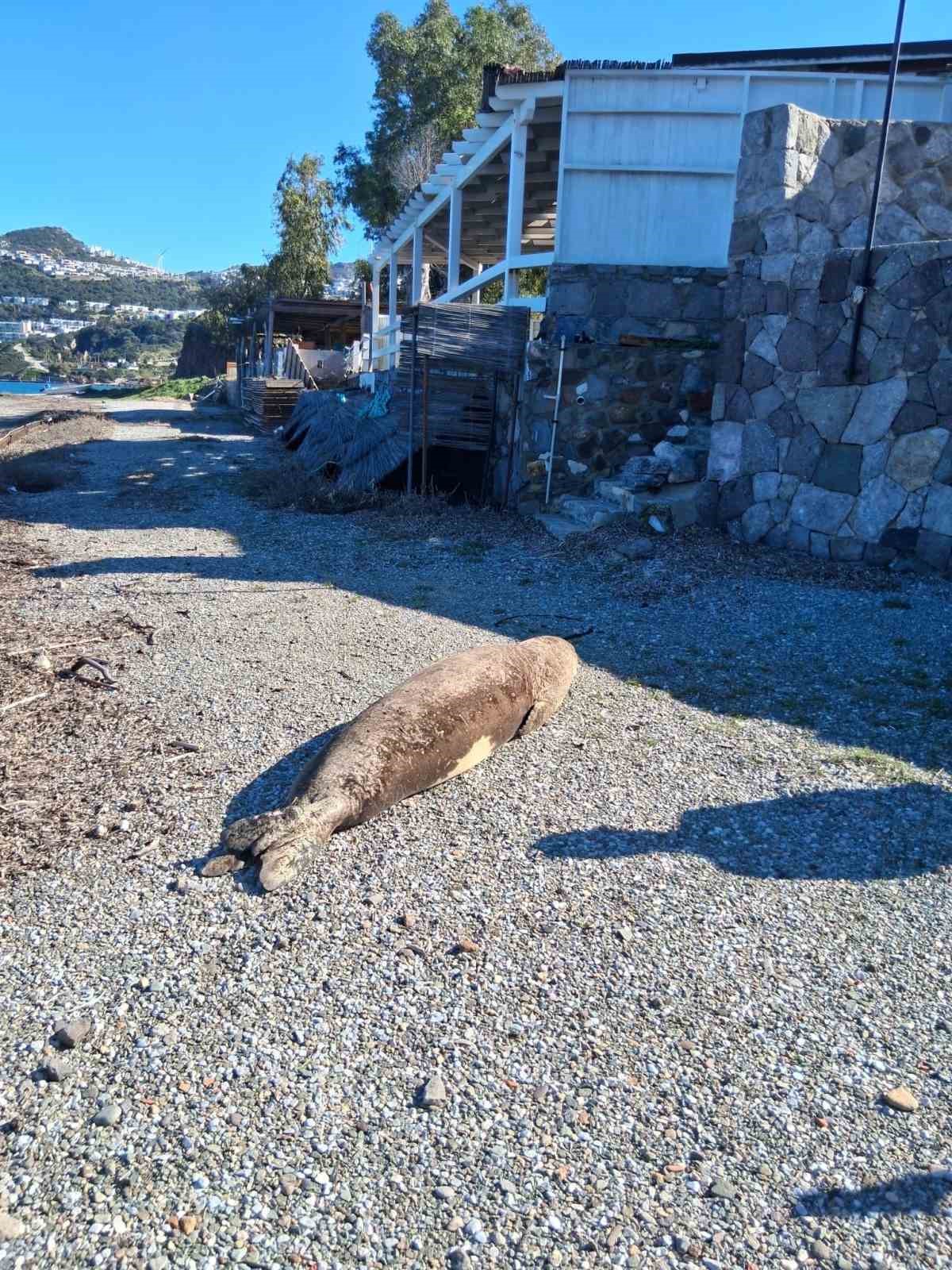 Bodrum’da Akdeniz foku ilgi odağı oldu
