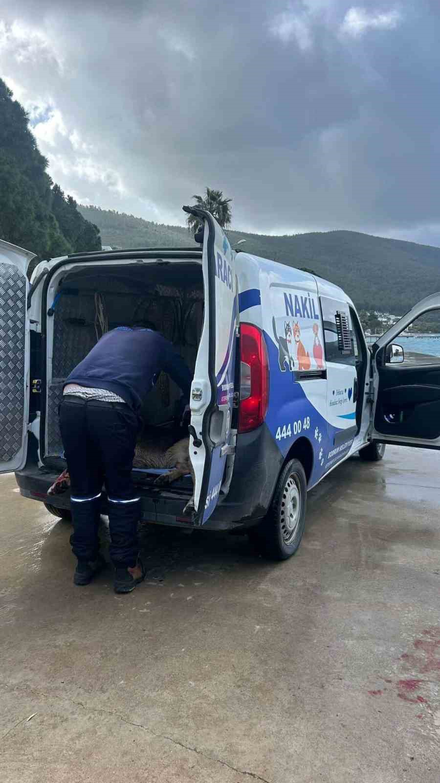 Bodrum’da iki köpeğin silahla vurulduğu iddiası
