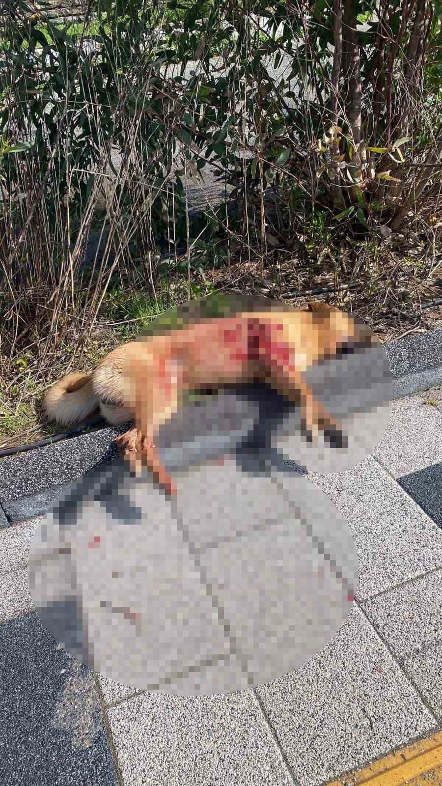 Bodrum’da iki köpeğin silahla vurulduğu iddiası
