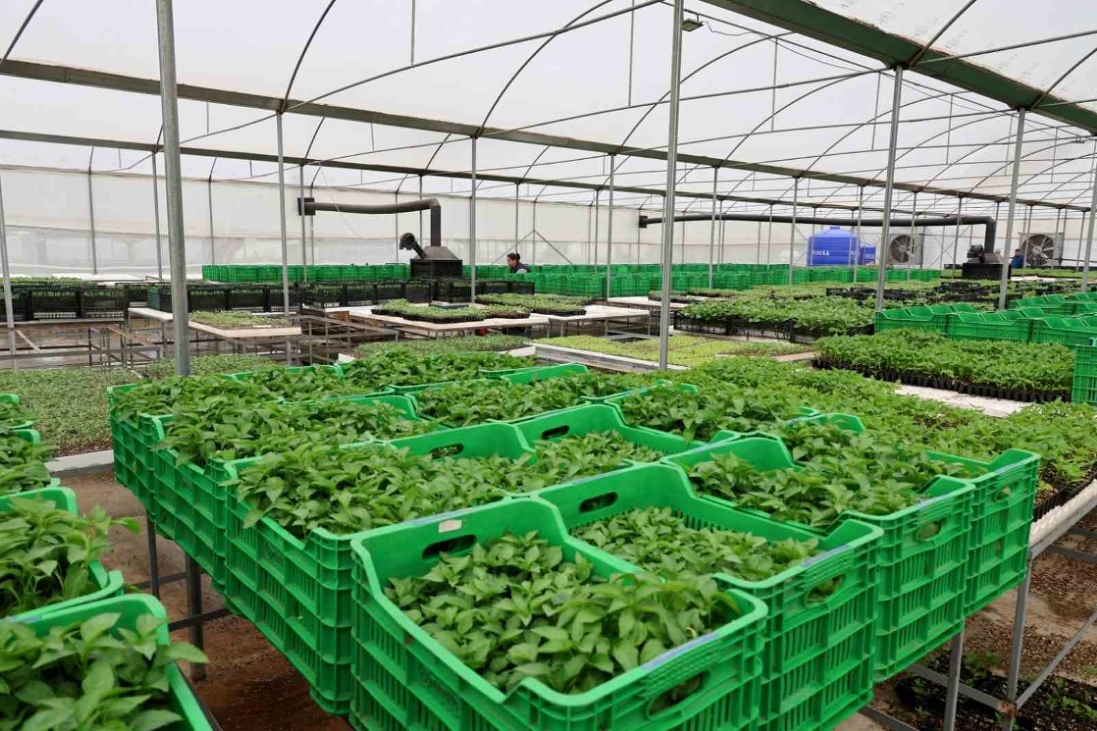 Bodrum’da yazlık fideler üreticilere dağıtıldı
