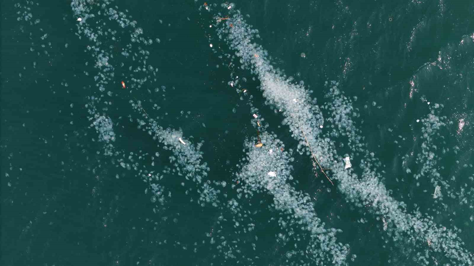 Boğaz’da alarm veren görüntü: Kirlilik denizanasını yüzeye çıkardı
