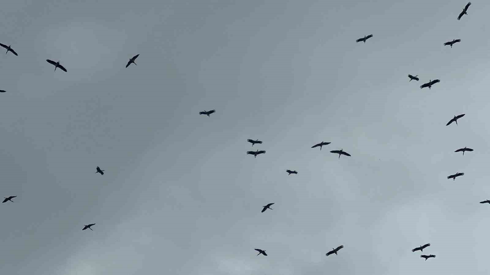 "Bolluk" müjdecisi leylek sürüsü Bursa semalarında görüldü
"Bolluk" müjdecisi leylek sürüsü Bursa semalarında görüldü