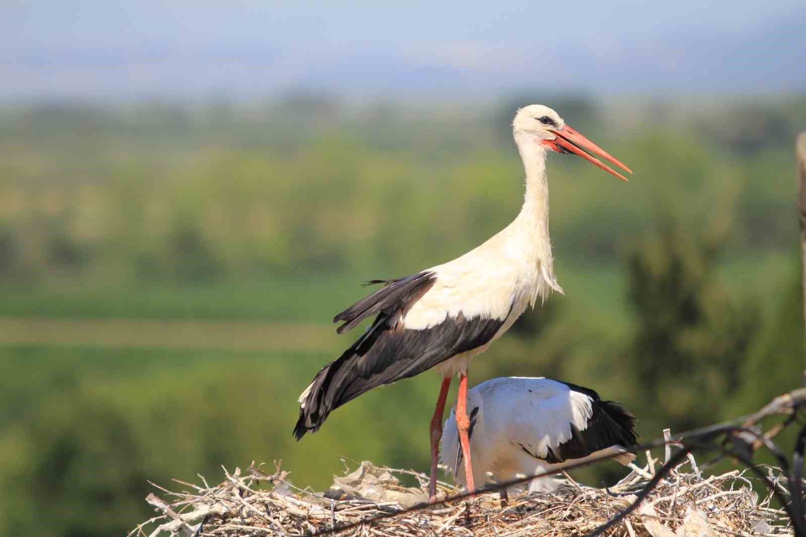 "Bolluk" müjdecisi leylek sürüsü Bursa semalarında görüldü
"Bolluk" müjdecisi leylek sürüsü Bursa semalarında görüldü