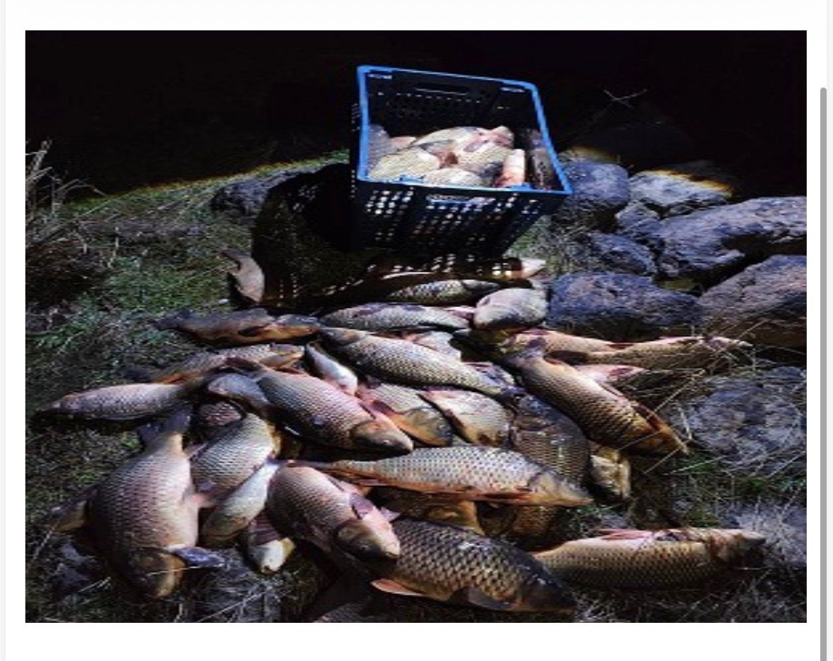 Bolu’da 250 kilo ağırlığındaki 100 canlı sazan balığı kurtarıldı
