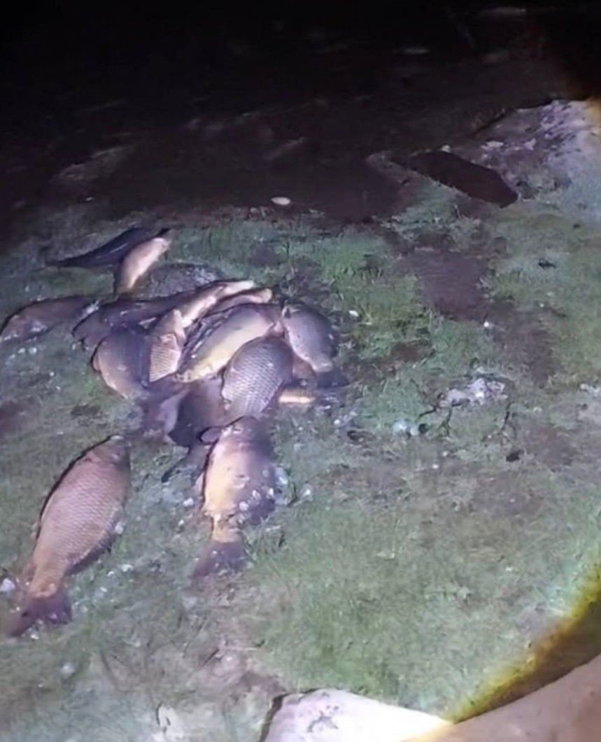 Bolu’da 350 kilo sazan kurtarıldı
