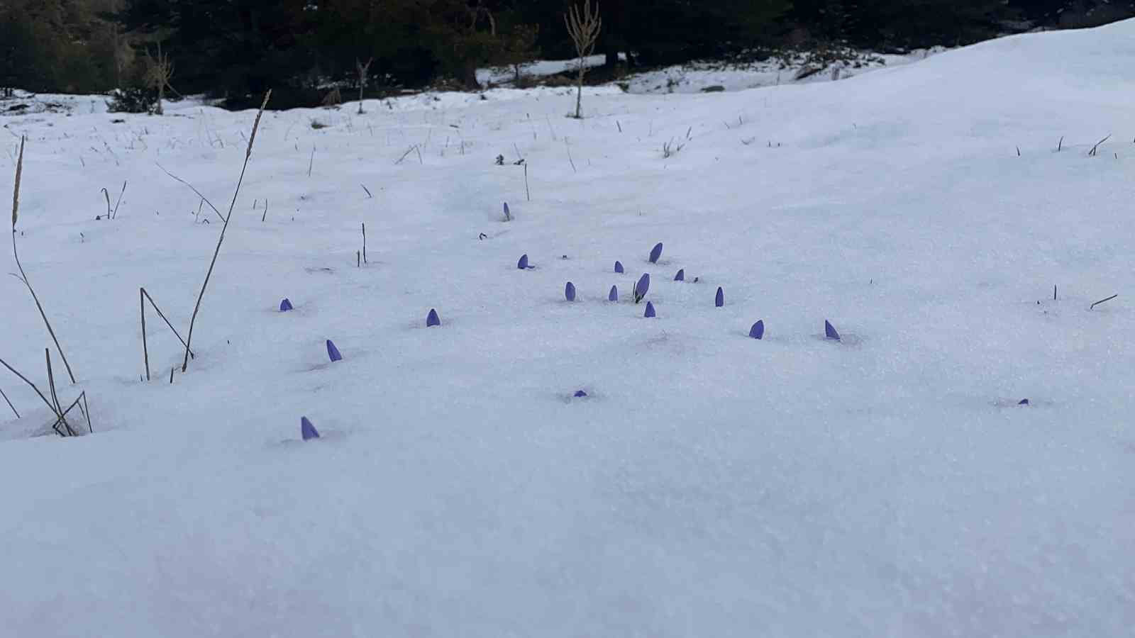 Bolu’da açan çiğdemler kar altında kaldı
