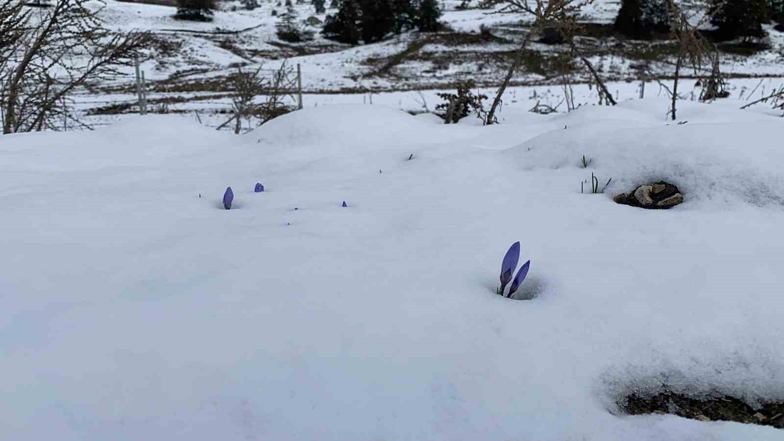 Bolu’da açan çiğdemler kar altında kaldı

