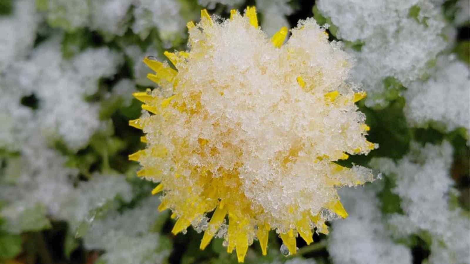 Bolu’da baharda açan çiçekler beyaza büründü
