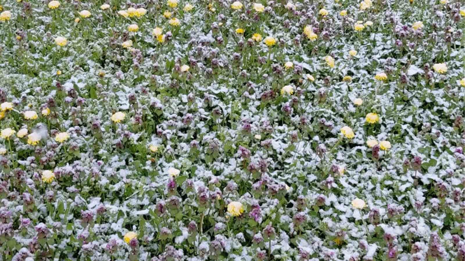 Bolu’da baharda açan çiçekler beyaza büründü
