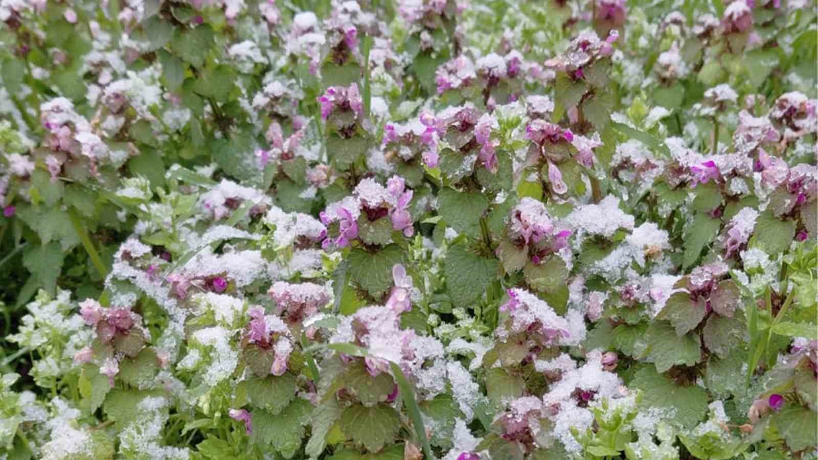 Bolu’da baharda açan çiçekler beyaza büründü
