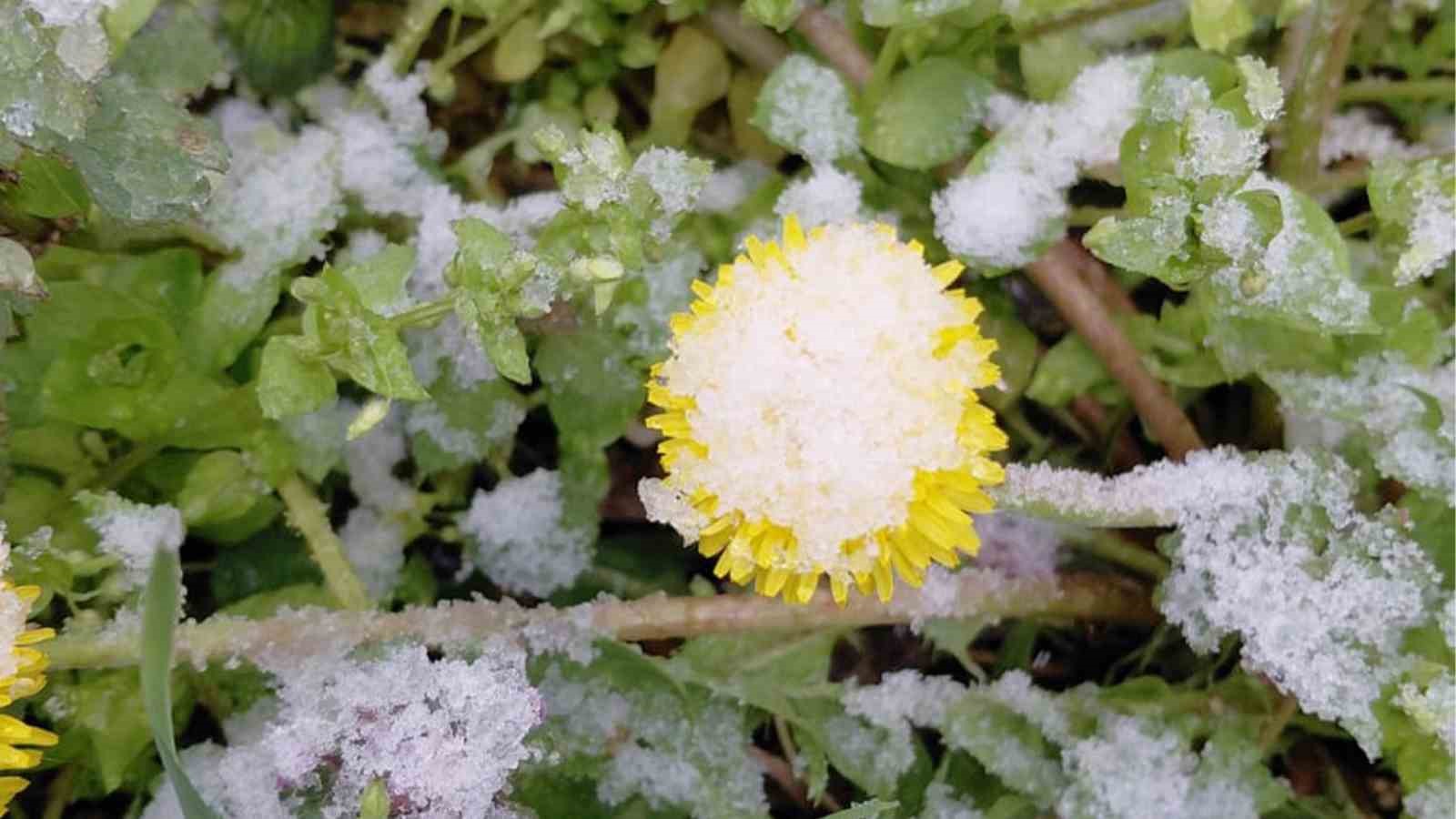 Bolu’da baharda açan çiçekler beyaza büründü
