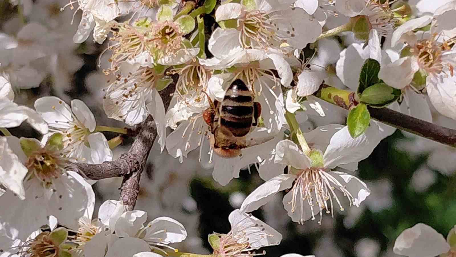 Bolu’da baharın gelmesiyle arılar harekete geçti
