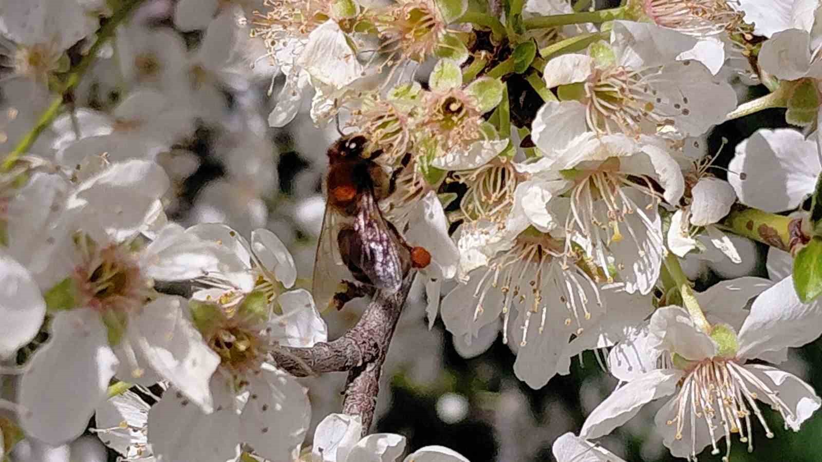 Bolu’da baharın gelmesiyle arılar harekete geçti
