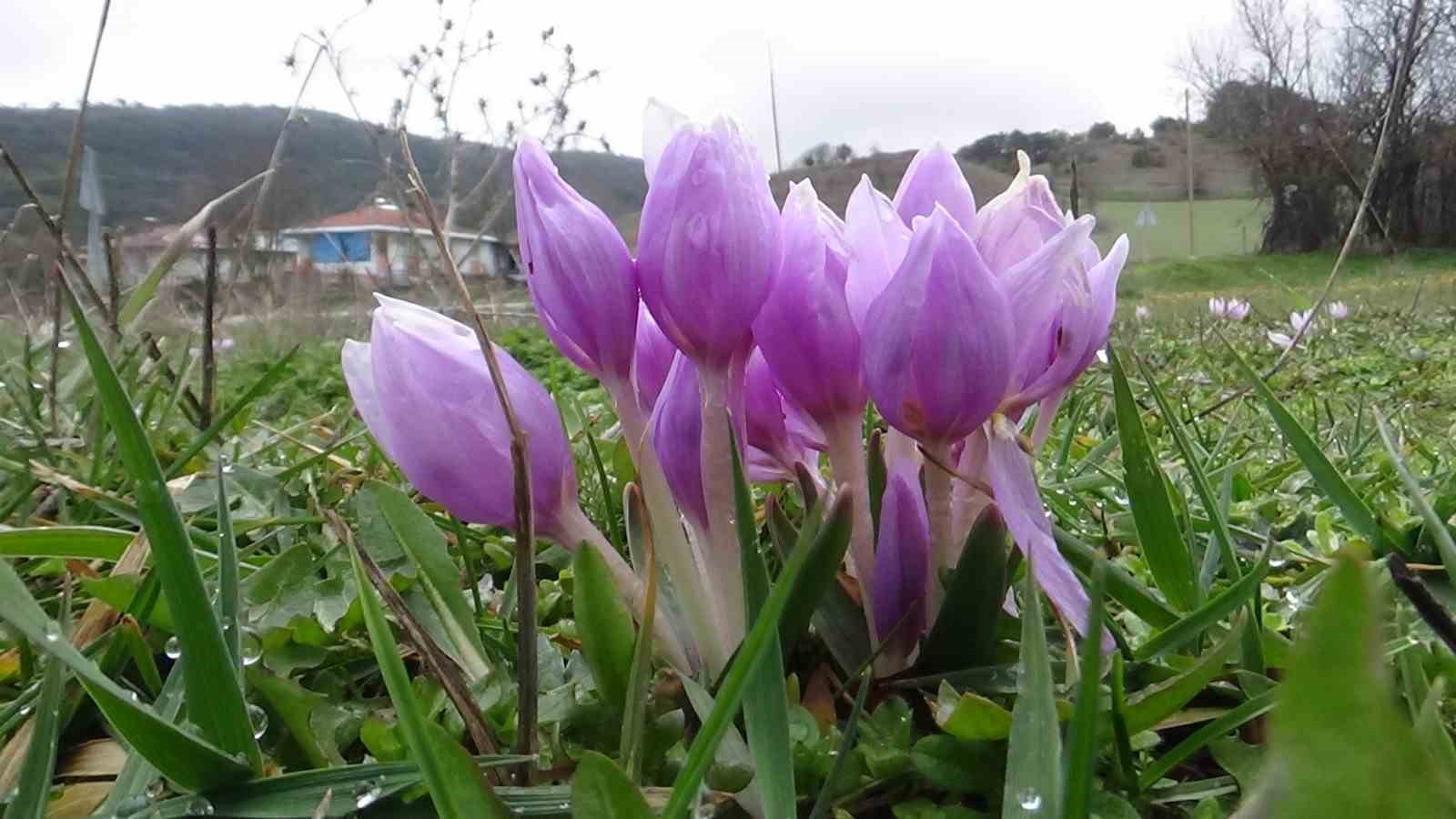 Bolu’da baharın müjdecisi çiğdemler çiçek açtı
