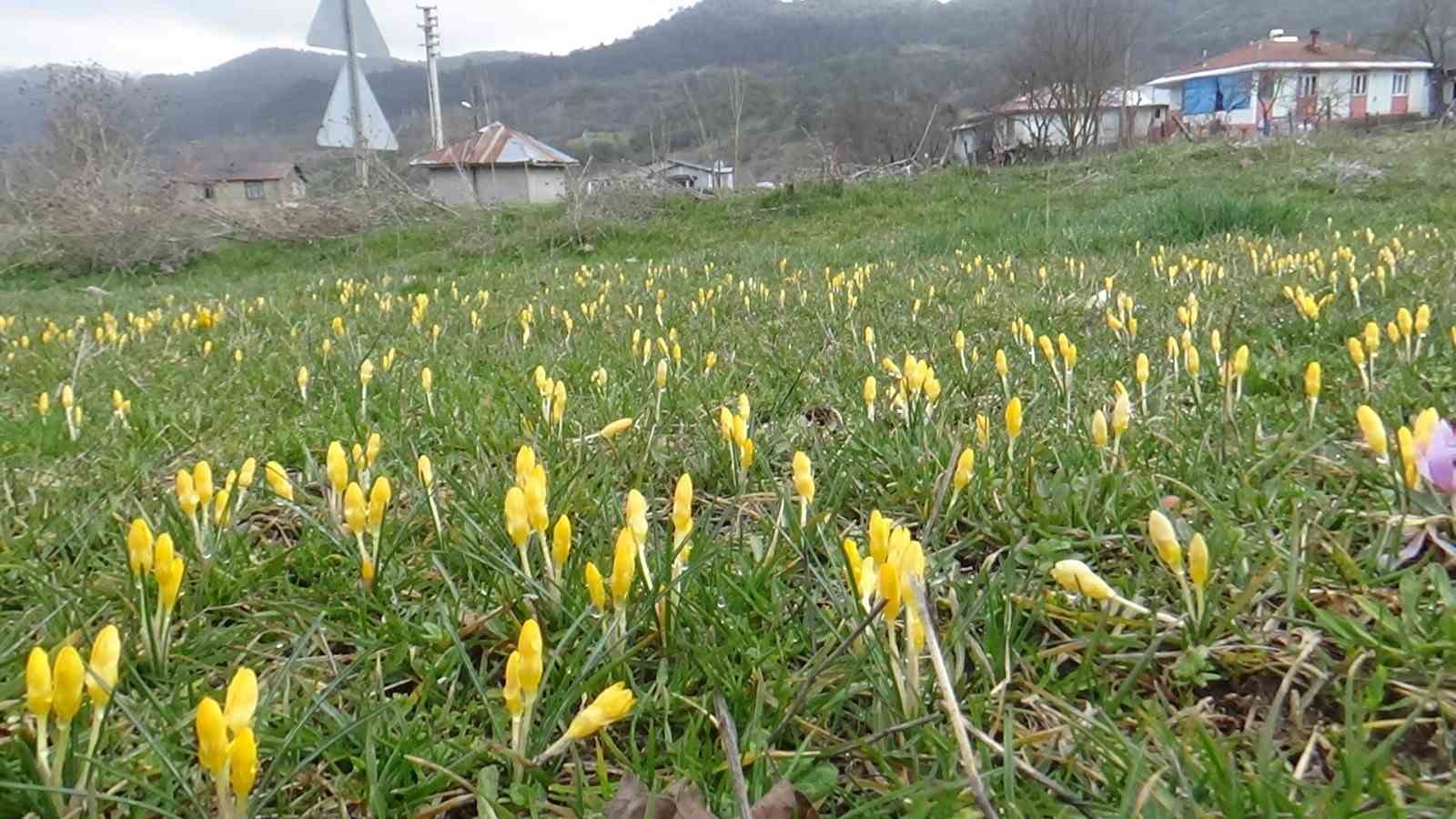 Bolu’da baharın müjdecisi çiğdemler çiçek açtı
