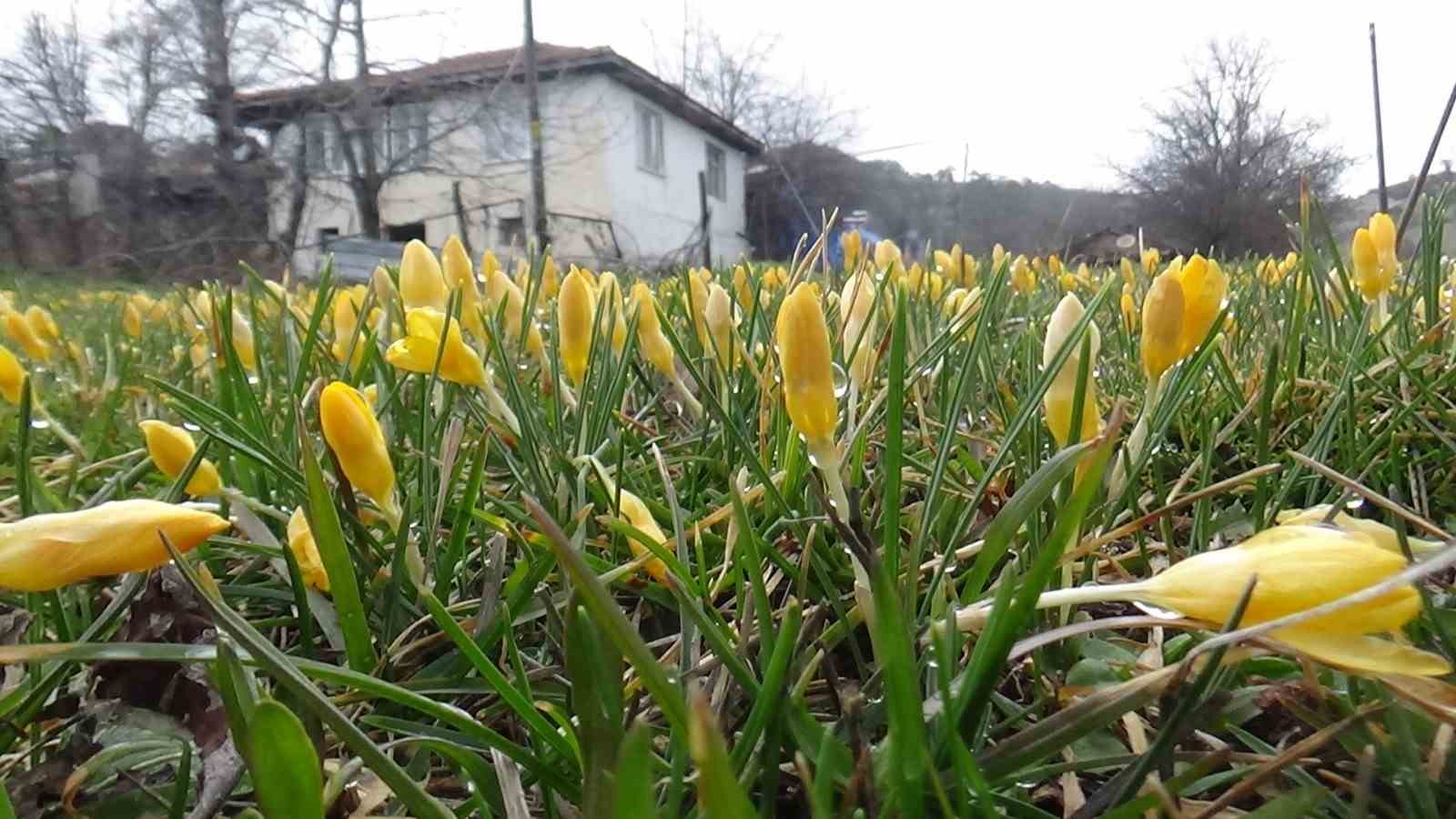 Bolu’da baharın müjdecisi çiğdemler çiçek açtı

