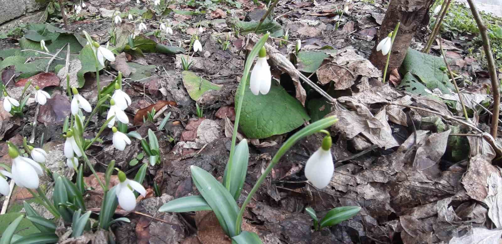 Bolu’da "baharın müjdecisi" kardelenler yüzünü erken gösterdi
