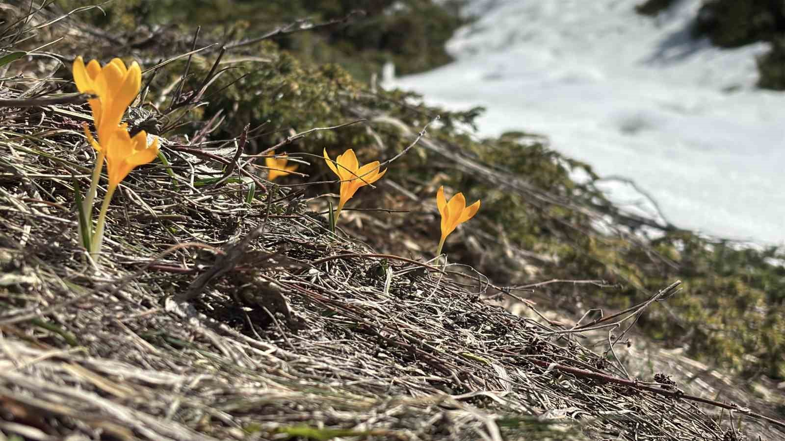 Bolu’da iki mevsim bir arada yaşanıyor: Karlar arasında çiğdemler çiçek açtı
