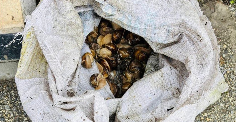 Bolu’da kaçak toplanan 16 kilogram salyangoz ele geçirildi
