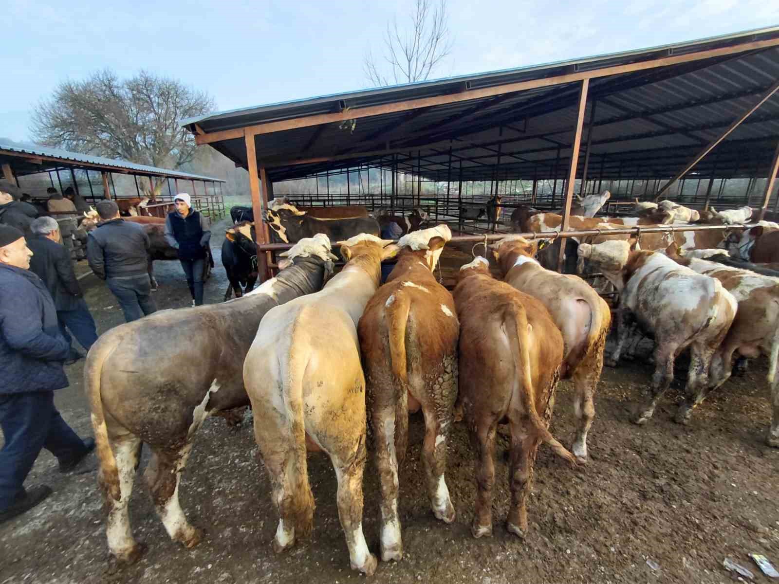 Bolu’da kurban pazarlarında hareketlilik başladı
