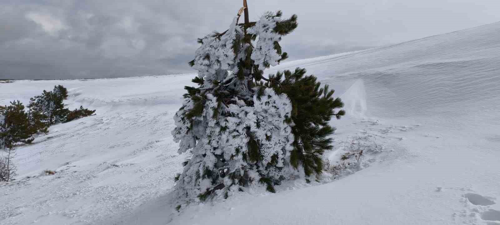 Bolu’da soğuk hava ağaçları dondurdu

